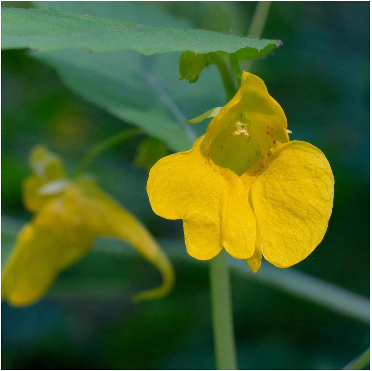 Everwilde Farms - 1/4 Lb Yellow Jewelweed Native Wildflower Seeds - Gold Vault