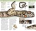 Nature Guide: Snakes and Other Reptiles and Amphibians: The World in Your Hands (DK Nature Guides)