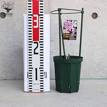 クレマチス　苗　④ 楽天市場】クレマチス カイゼル 4号苗（J01） : 千草園芸