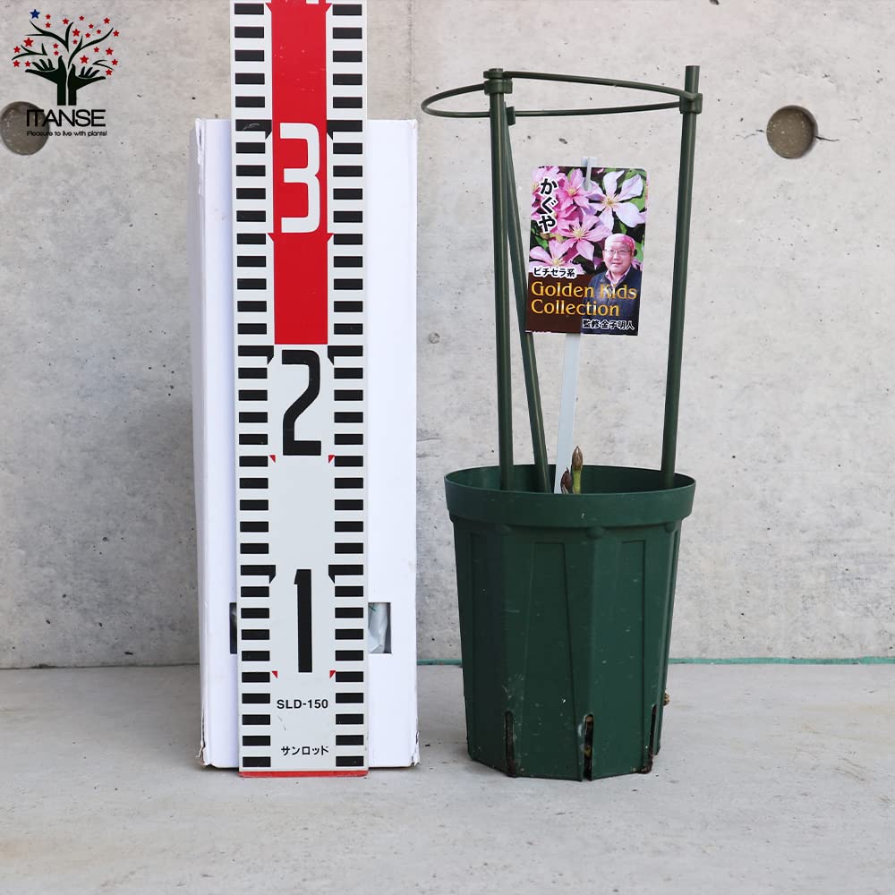 Amazon.co.jp: クレマチス・ビチセラ系 4号ポット苗 3品種セット