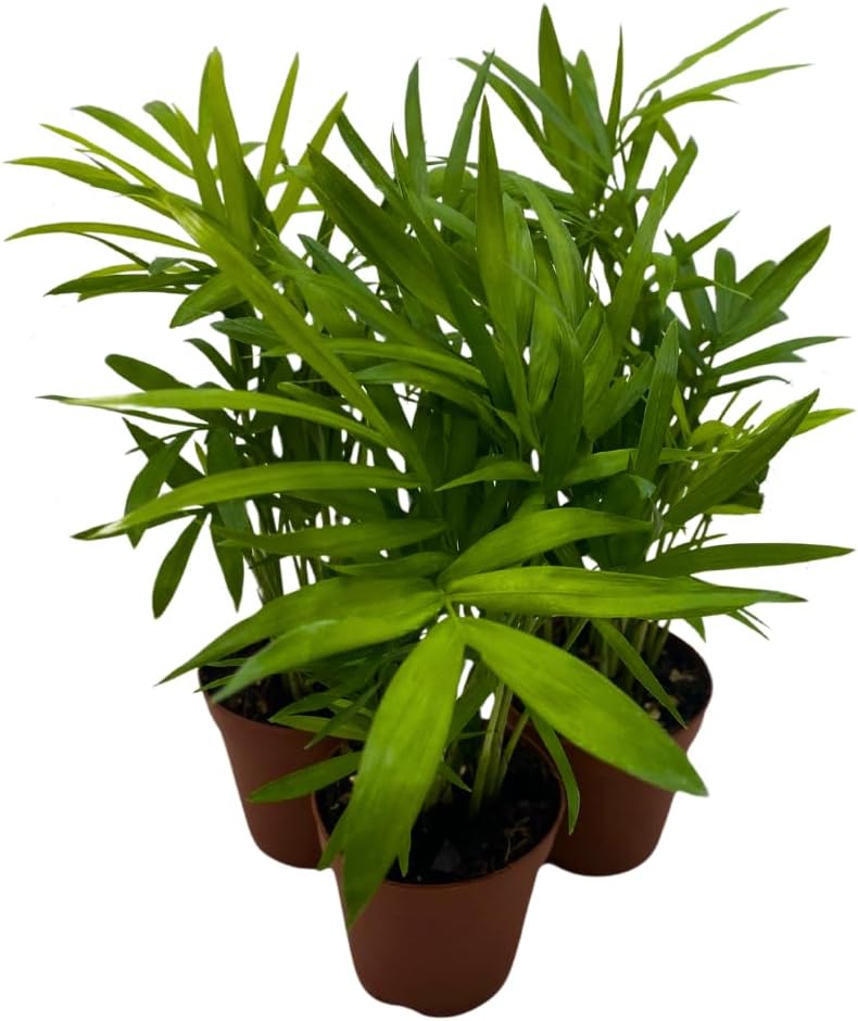 BubbleBlooms Neanthe Bella Palm 2 inch Set of 3 Chamaedorea elegans Bamboo Parlour Palm Tiny Mini Pixie Plants