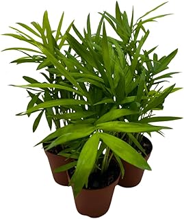 BubbleBlooms Neanthe Bella Palm 2 inch Set of 3 Chamaedorea elegans Bamb...