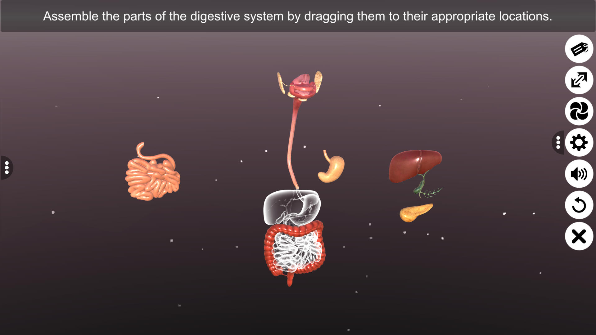 Human Digestive System - App on Amazon Appstore