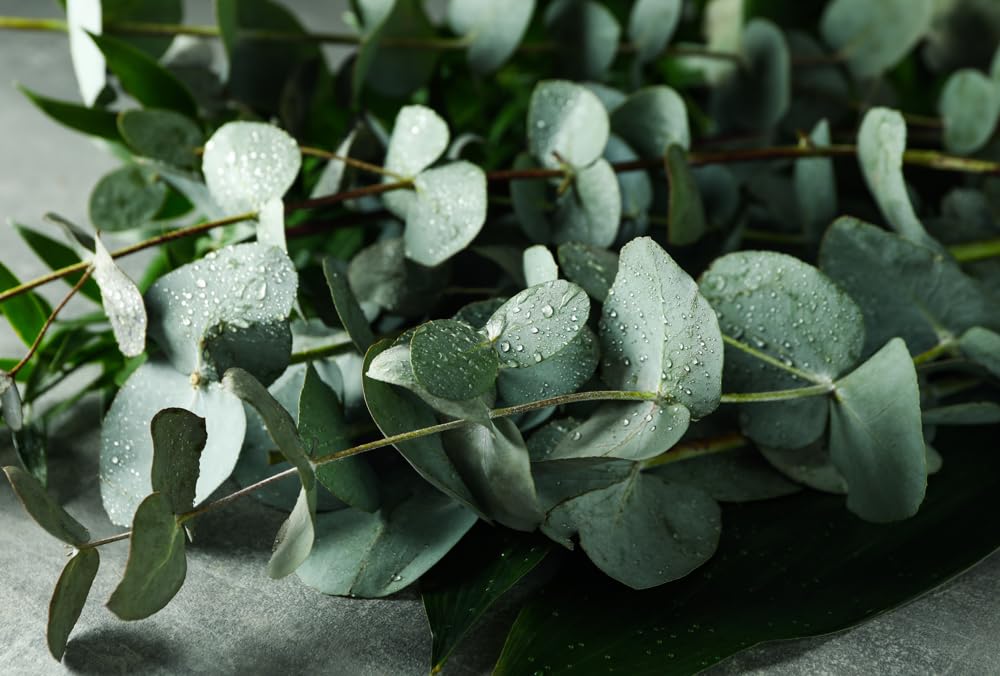 Spa Line Spa Fragrance Parfum de bain Eucalyptus