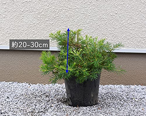 Amazon｜バースデイキャンドル バンクシア オージープランツ ドライ