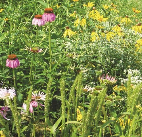 Nesting and Brood Rearing Cover Mix (Mix 155), 1 PLS Pound, True Native Seed (Eastern US)