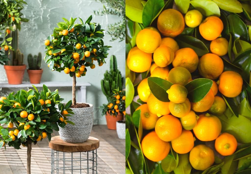 Calamondin Tree Live Plant, Grafted Calamondin Citrus