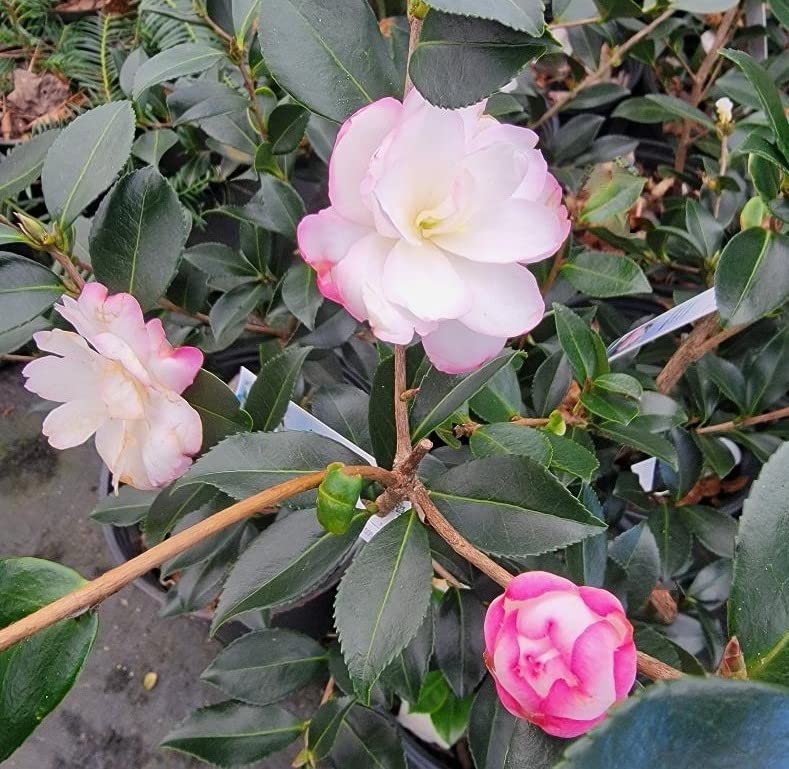 Bobs Supreme Camellia Sasanqua - Live Plant - Full Gallon Pot