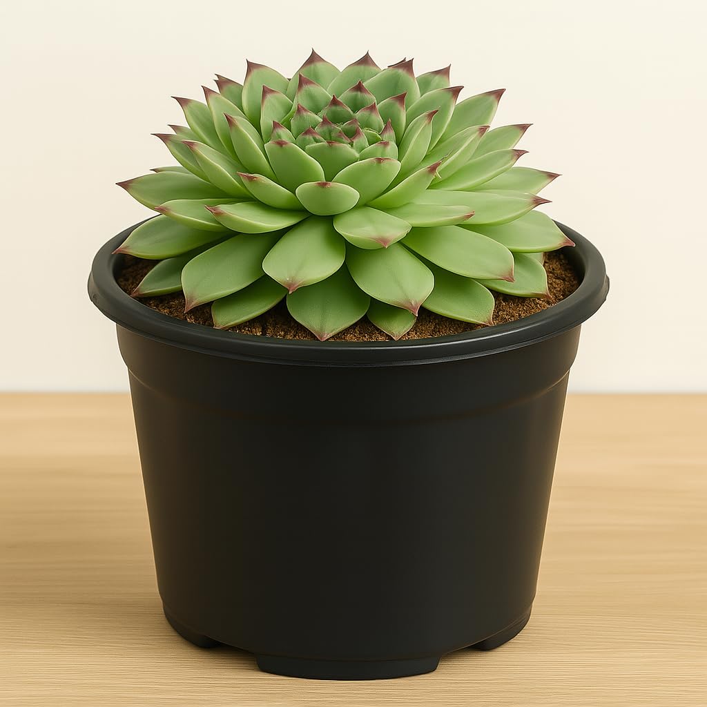 Laxmi Kamal Live Succulent Plant (Sempervivum) – Air Purifying Indoor/Outdoor Plant | Attracts Positive Energy | Easy Care | Available in Small, Medium & Large – by India Gardening (LARGE)-image-21