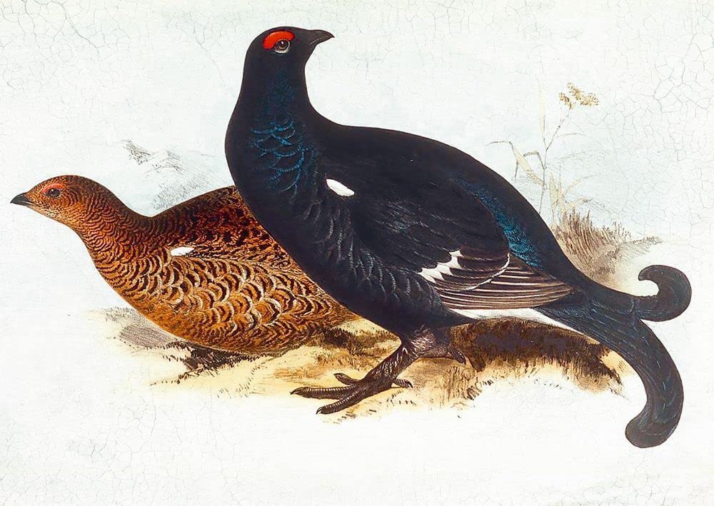 Sturmhöhe (Große Schmuckausgabe)