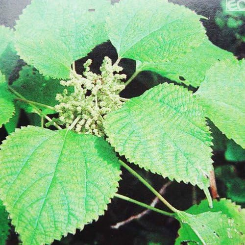 Miniatura 3 de 200 Semillas de Artemisia Vulgaris (Artemisia Vulgaris) impresionantes!!!