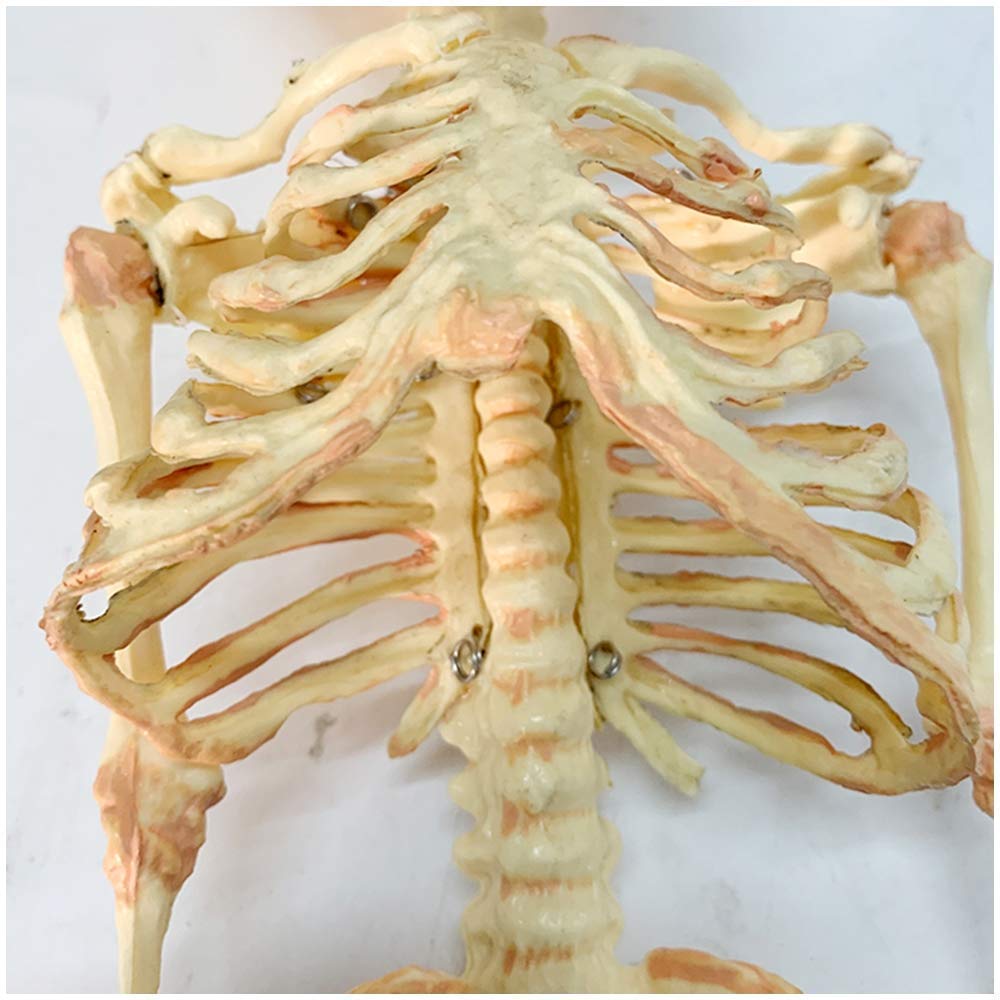 Pädagogische Puppe Säugling Skelett Modell Fötus Schädel Modell - Baby Skelett Modell - Medizinisch Anatomisch Fötal Baby
