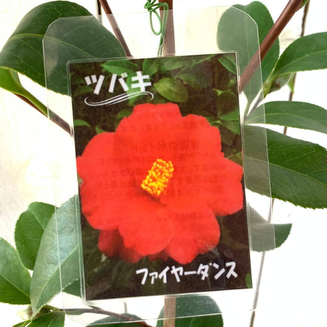 Amazon.co.jp: 椿 苗木 ファイヤーダンス椿 13.5cmポット苗
