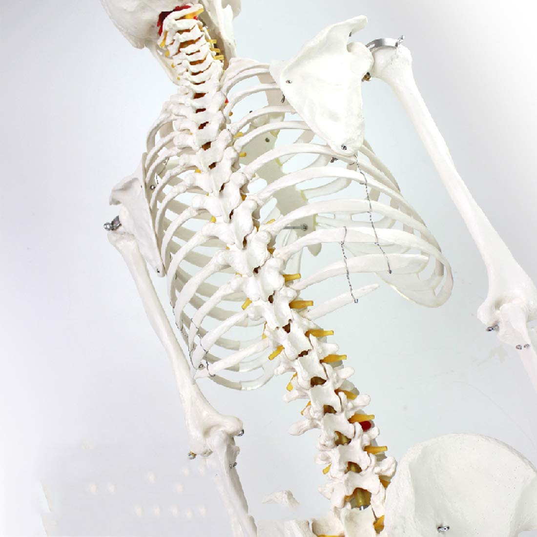 Amazon.co.jp: 人間の解剖学的モデル体の骨格170Cm人間の骨格