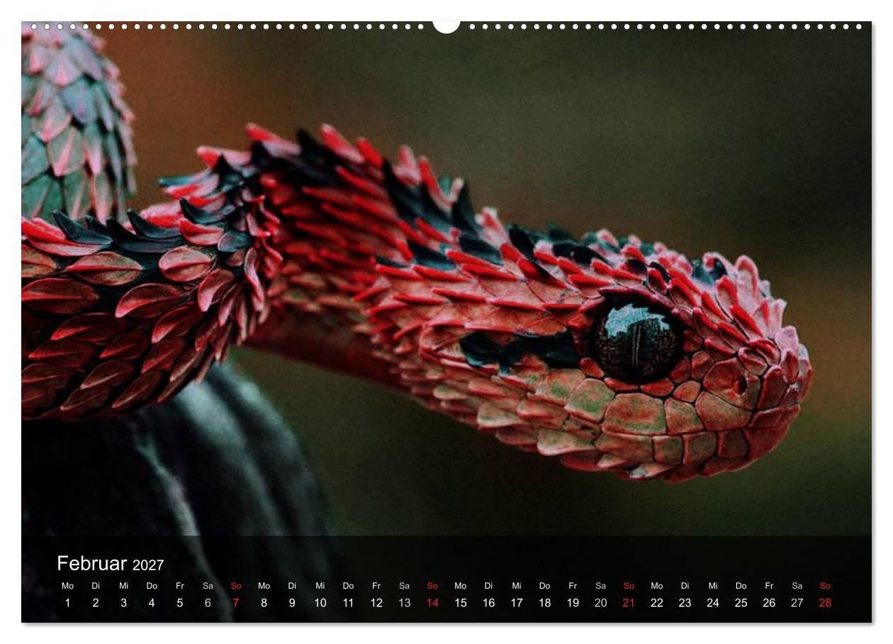 CALVENDO - Giftschlangen (Wandkalender 2027 DIN A2 quer), Monatskalender: Die Familie der Vipern, Ottern und Giftnattern