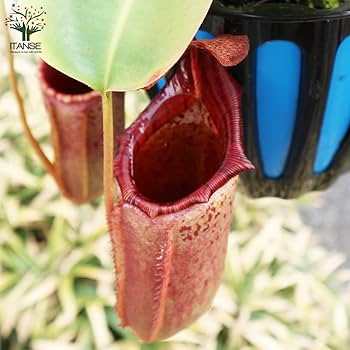 【人気ビーチ】食虫植物 ネペンテス ビーチ・ハイランド 充実株 ウツボカズラ 楽天市場】食虫植物 ネペンテス ビーチ系ハイブリッドx（ビーチ