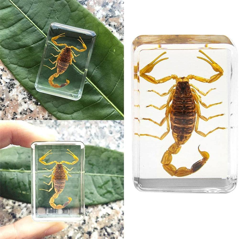 Amazon.co.jp: 5個の昆虫樹脂標本、本物のサソリ昆虫人工琥珀樹脂標本