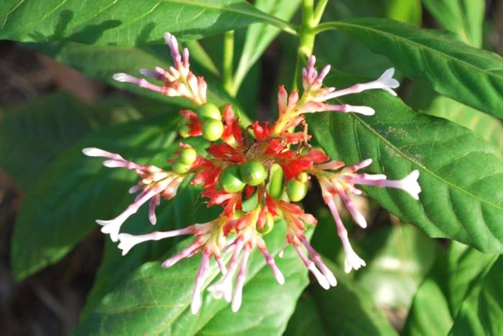 Rauwolfia Serpentina Indian Snake Root 48 OFF rauwolfia-serpentina-indian-snake-root-48-off