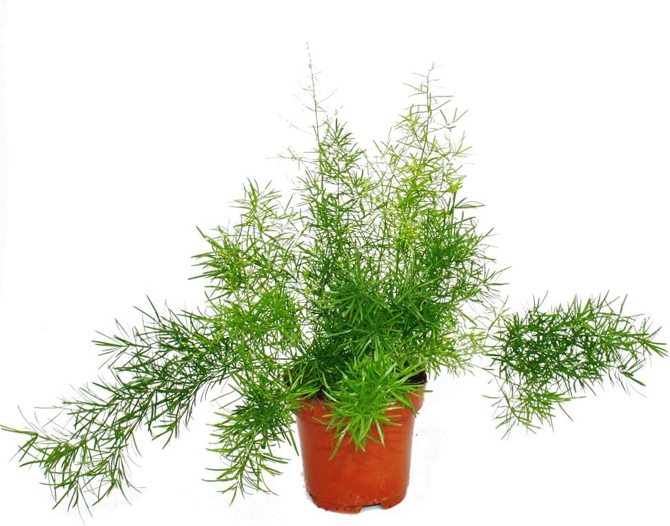 BALDUR Garten Asparagus Plumosa, 1 Pflanze, Zierspargel Zimmerpflanze
