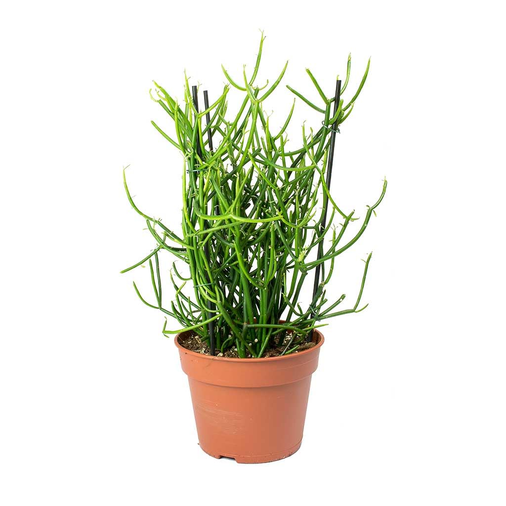 See full amazon price history chart for MSK EVER GREEN live Pencil cactus (euphorbia) plant for indoor with pot MSK EVER GREEN live Pencil cactus (euphorbia) plant for indoor with pot (B0CK84HM6K) Amazon Price History, Amazon Price Tracker