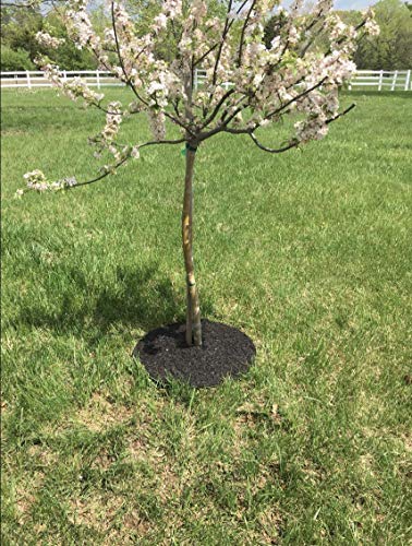 Rocky Mountain Tree Mulch Ring Weed Preventer - Recycled Heavy Duty Rubber - Mower Safe - No Landscape Staples Needed - Textured For Natural Look - Equal Water Seepage To Tree - Easy Install (30-Inch) #TOP1