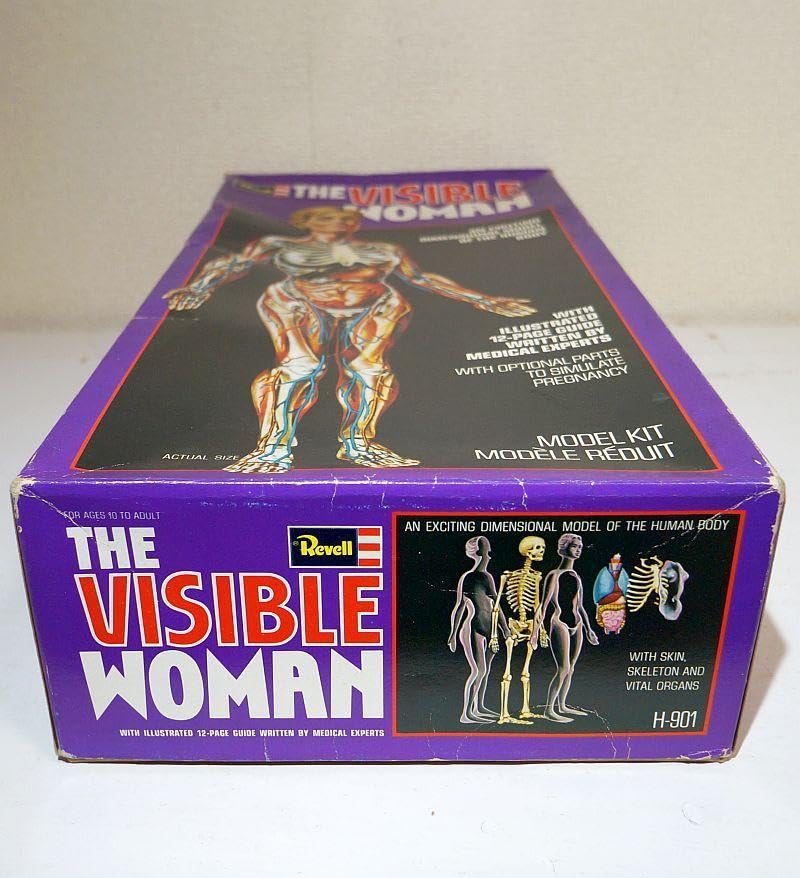 レベルTHE VISIBE MAN /THE VISIBE WOMAN 人体模型 Yahoo!オークション -「visible woman」の落札相場・落札価格