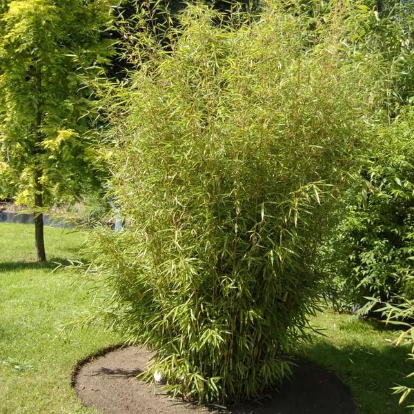 Stauden Gnge 1 x Fargesia nitida 'Great Wall' im C2 Topf (Bambus/Winterhart/Ziergras/Mehrjhrig)  Roter Bambus - Dichte Hecke fr Ruhe und Privatsphre - macht keine  Wurzelauslufer : Amazon.de: Garten