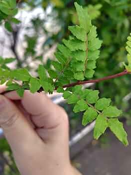 Amazon.co.jp: 木の芽 山椒の葉 miniいっぱい : 食品・飲料・お酒