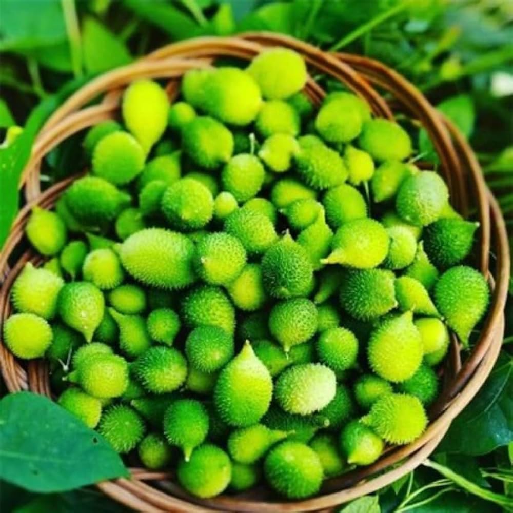 JIGNISHA SEEDS Kantola Kakarol (Spiny Gourd) Vegetable Seeds for Rainy Season, Pack of 20 (B0D6R4N481) Amazon Price History, Amazon Price Tracker