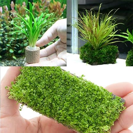 Amazon 水草 置くだけ簡単 水草3種レイアウトセット 水中葉 無農薬 北海道航空便要保温 Charm チャーム 生体水草 通販 Amazon 水草 置くだけ簡単 水草3種レイアウトセット 水中葉 無農薬 北海道航空便要保温 Charm チャーム 生体水草 通販