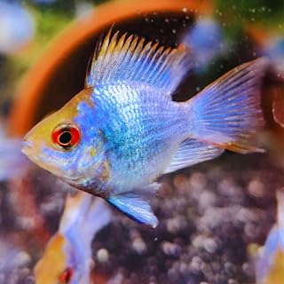 Electric Blue Balloon Ram 2 Pack
