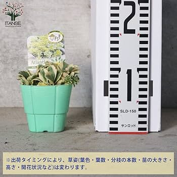 Amazon｜ITANSE セダム・アトランティス 3号 2個セット 品種で