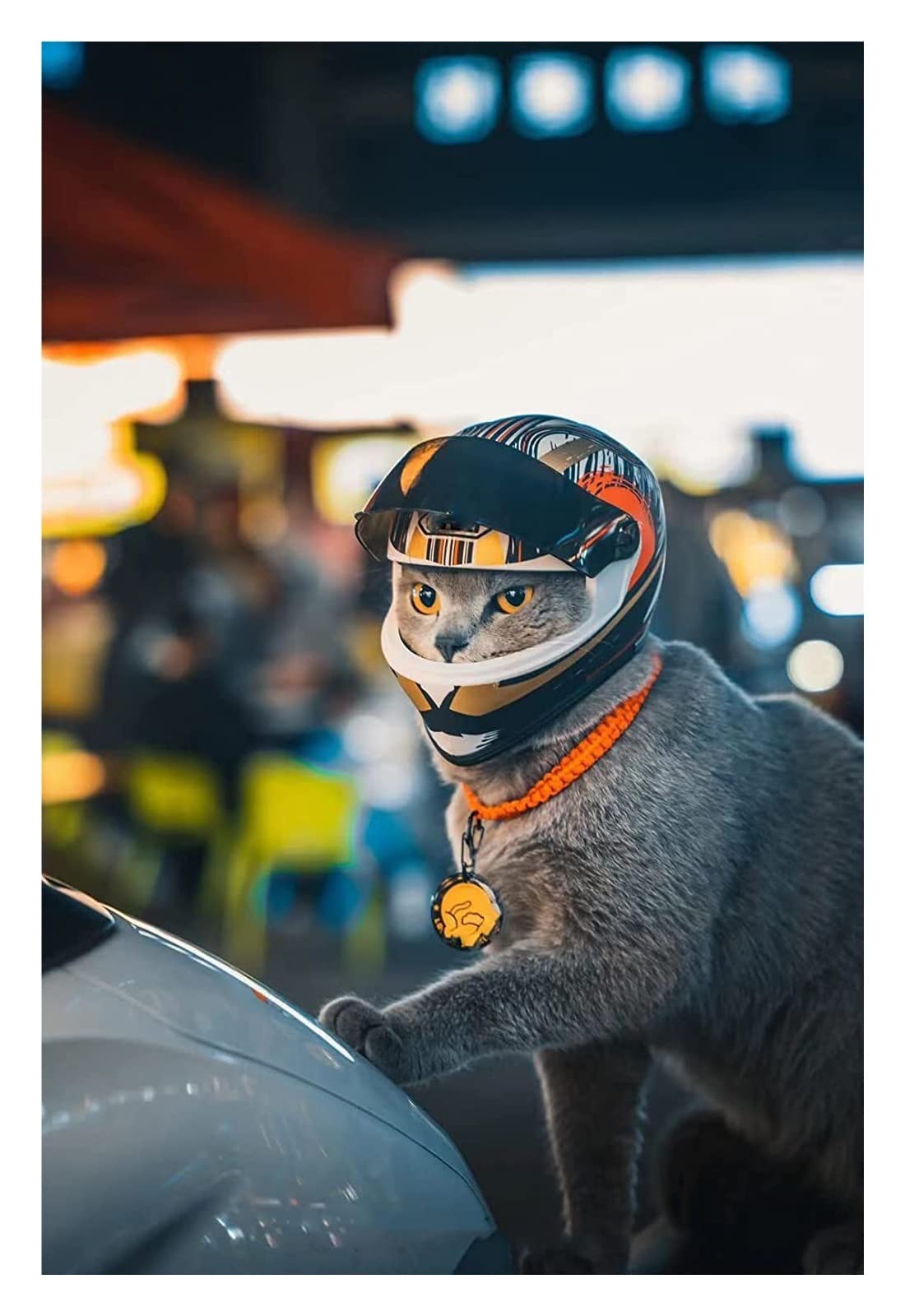Interessante huisdierenhoed Kleine Hond Helm Met Oor Gat Motorfiets Hond Helm Multi-Sport Hond Outdoor Fiets Doggy Cap Geschikt for Honden En Kat Kleding voor katten en honden (Size : 36