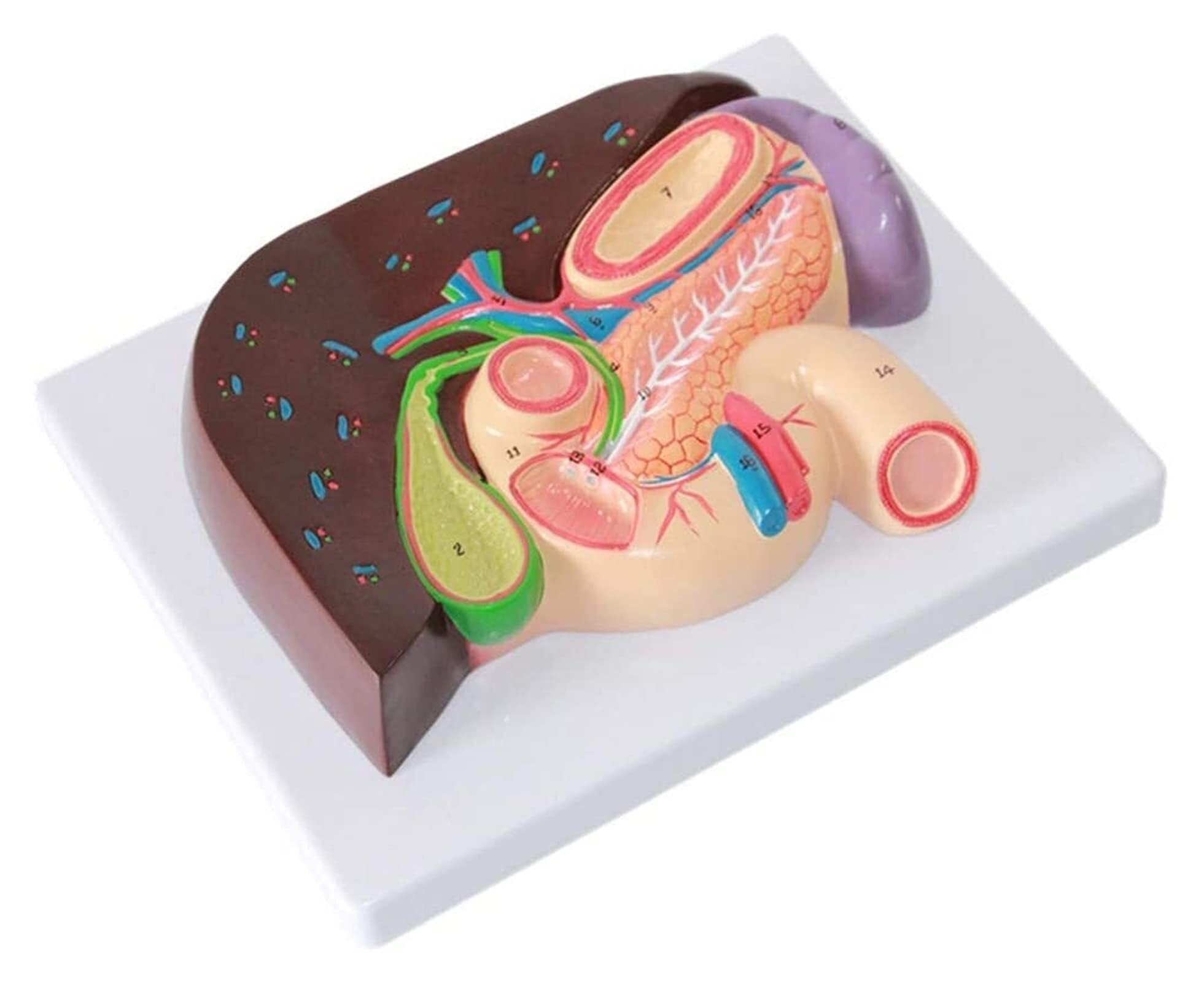 Human Organ Anatomy Model, Stomach Section Model, Liver Anatomy, hepatopancreas, Duodenum Model