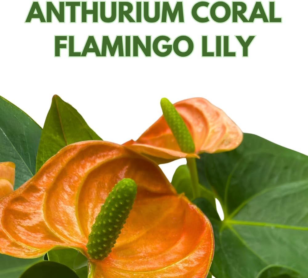 BubbleBlooms Anthurium Coral, Orange - ish in a 4 inch Pot Heart Shaped Leaf