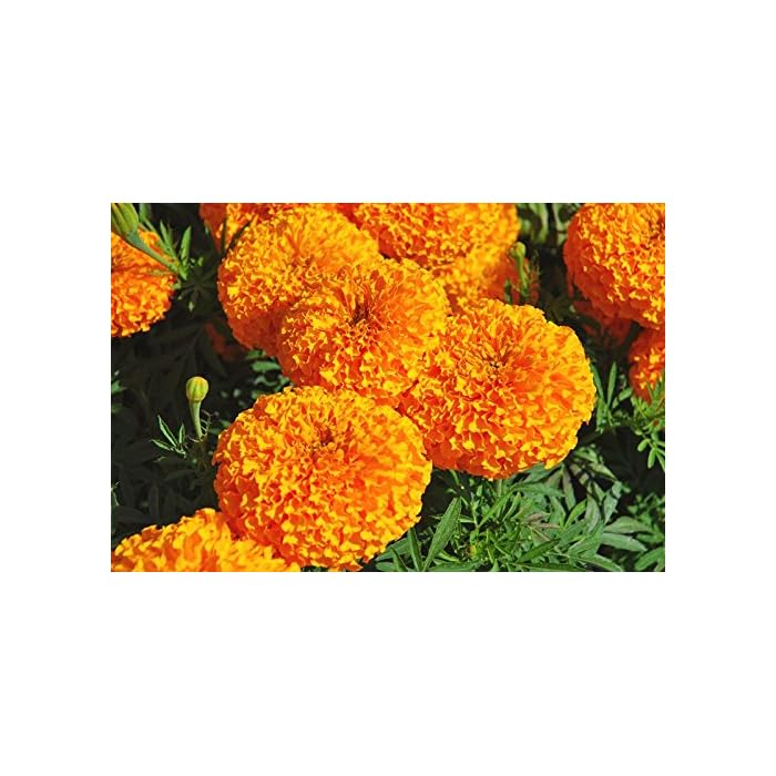 Buy Tradico Marigold Commercial 50 GM Seeds Pack for Cut Flower