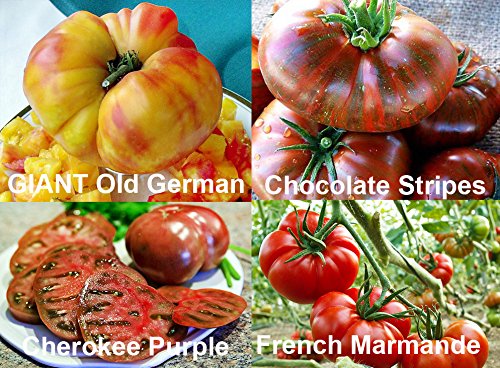 This is A Mix 30 Rainbow Deluxe Tomato Seeds Mix 16 Varieties, Heirloom Non-GMO, Indeterminate, Old German, Chocolate Stripes, Ukrainian Purple, Amish Paste USA