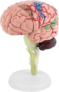 Comprar Pwshymi Modelo de Cerebro 4D, Cabeza de Anatomía Humano Desmontado Anatómico Médica de Juguete Modelo para Enseñar y Aprender