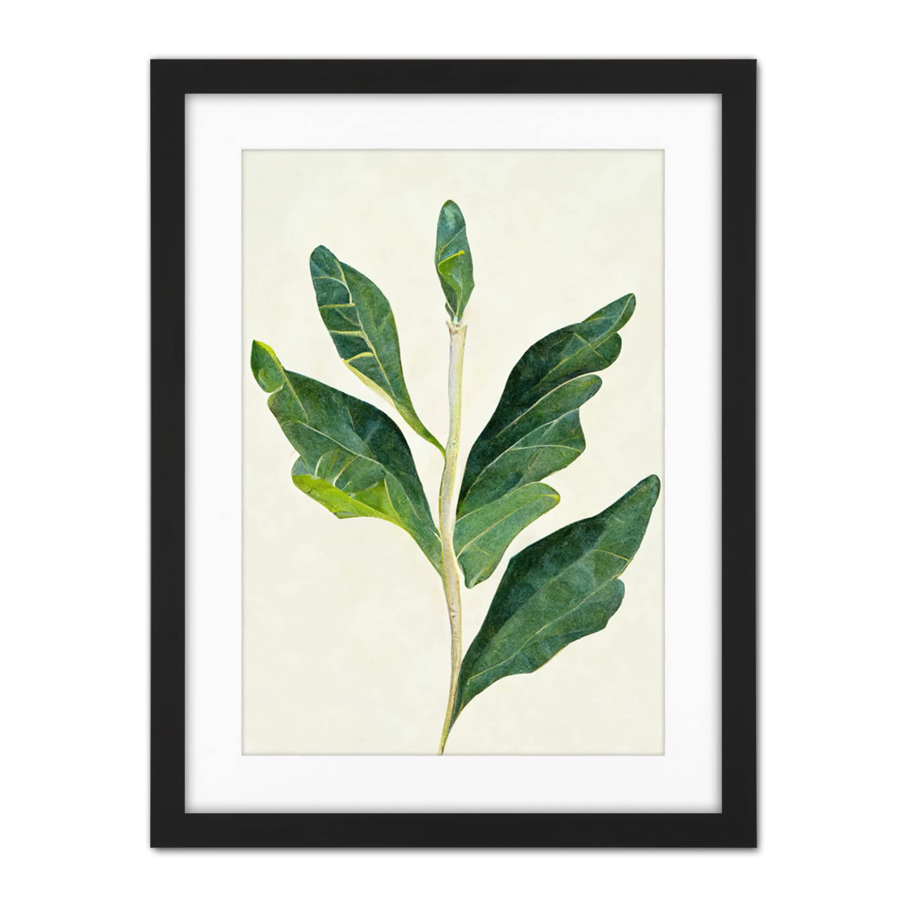 Doppelganger33 LTD Detail Of Rubber Fig Plant Botanical Illustration Artwork Framed Wall Art Print 18X24 Inch