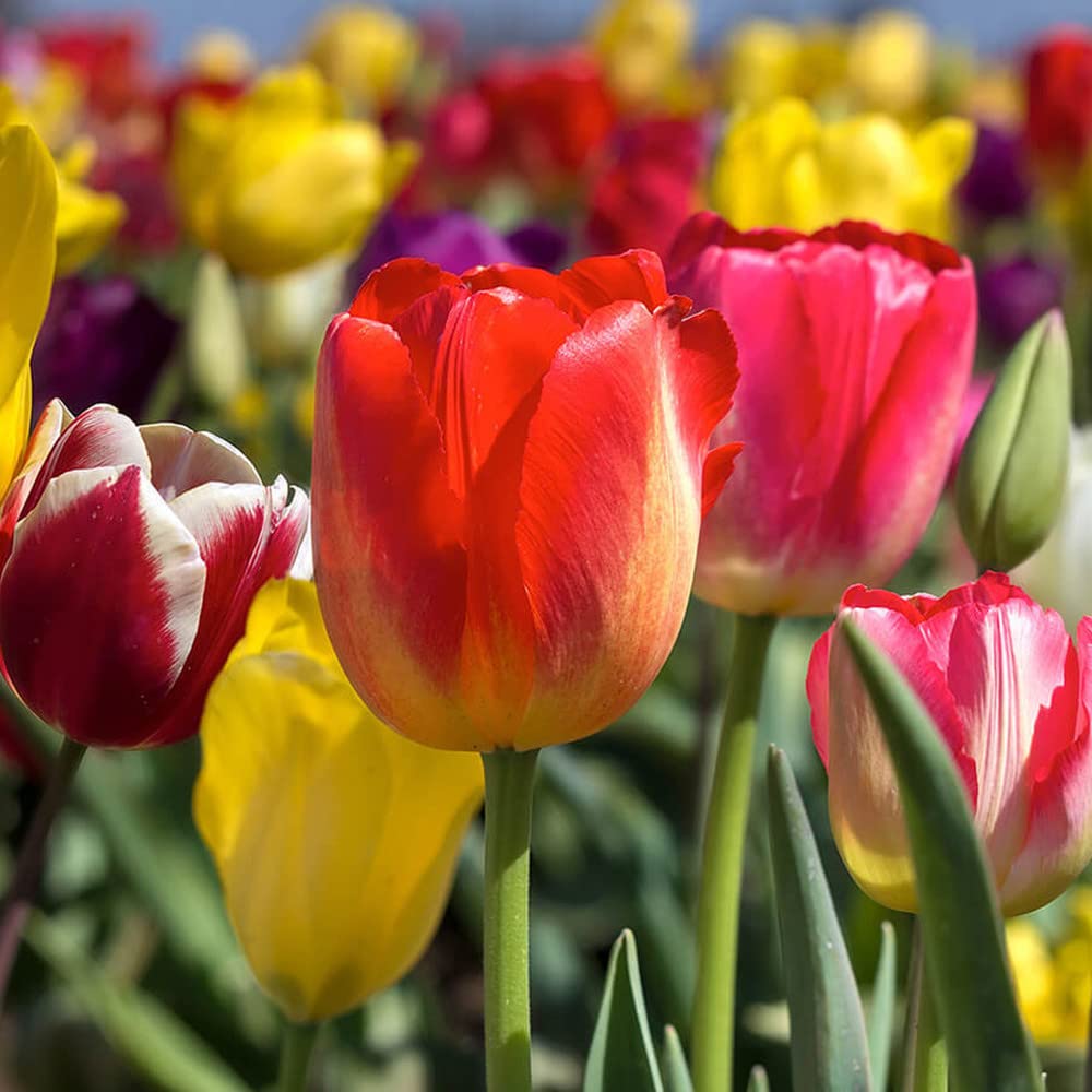 Bulbi di tulipani, bulbi misti, decorazione da giardino-20 Bulbis,C
