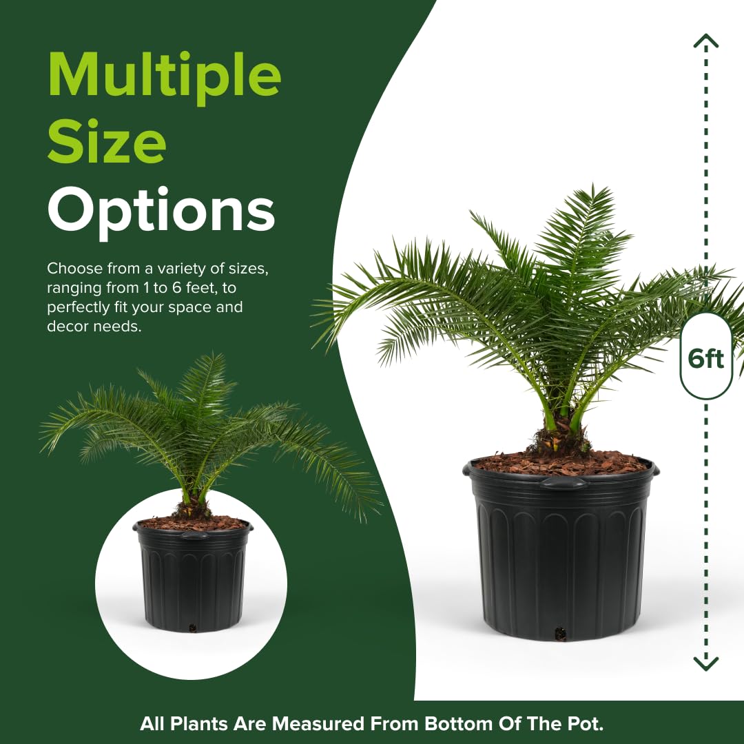 Amazon.com : Canary Island Date Palm - Majestic Phoenix canariensis, Pineapple  Palm, Architectural Tropical Outdoor Live Palm, Low Maintenance, Drought  Tolerant Accent Plant (7gal Pot, 5-6ft) : Patio, Lawn & Garden