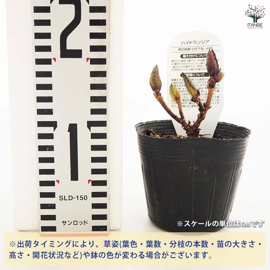 欄&空さま　輸入アジサイ苗 楽天市場】【送料無料】アジサイ シュガーホワイト 花木苗 3.5号