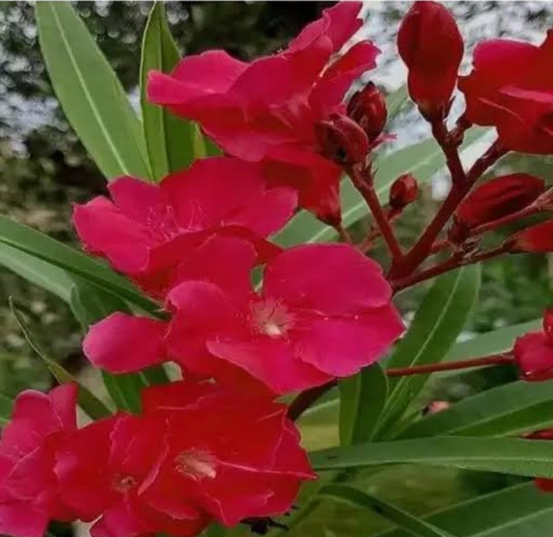 MVKR Live Kaner Plant (Red flower kaner Plant) (B09SX4NGR5) Amazon Price History, Amazon Price Tracker
