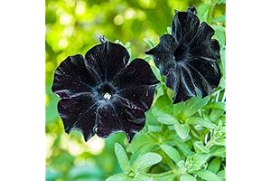 100 Seeds Rare Petunia Seeds, Black Cat Petunia Flower Seeds: Lavish Annual...