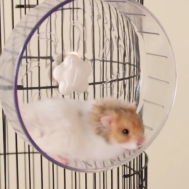 GOLDEAL 5.1 Inches Small Silent Hamster Wheel, Toys for Cage, Super Mute Spinner Exercise Running Wheel for Gerbils or Mice - image 8