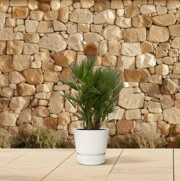 Chamaerops Humilis – Palma nano – più tronchi – 180 cm – Ø 45 cm