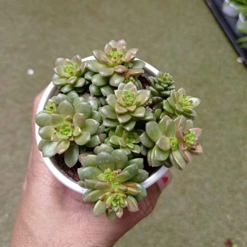 OhhSome Lucky Plants Sedum Cremnosedum Little Gem, 7 Cm Pot Small For Office Desk (Exotic Live Healthy Plant)