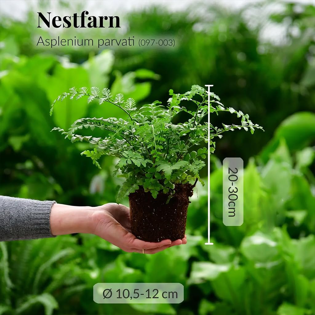 Zimmerpflanze Nestfarn Duo | 2er Farn-Set mit Asplenium nidus & parvati im 10,5–12 cm Topf | pflegeleicht & ungiftig | tropische Pflanzen für Bad, Schlafzimmer & Katzenfreunde | Green Me Up