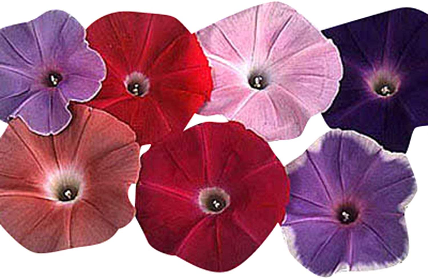 Seeds Ville F1 Hybrid Morning Glory Ipomoea Early Call Mix Flower Seeds - 30 Seeds Trial Pack (B09TR7GM9D) Amazon Price History, Amazon Price Tracker