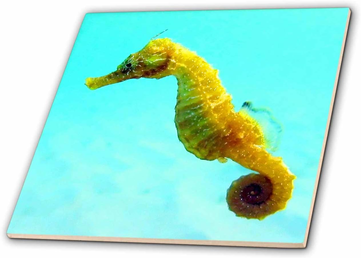 3dRose ct_194379_7 Seahorse-Glass Tile, 8-Inch